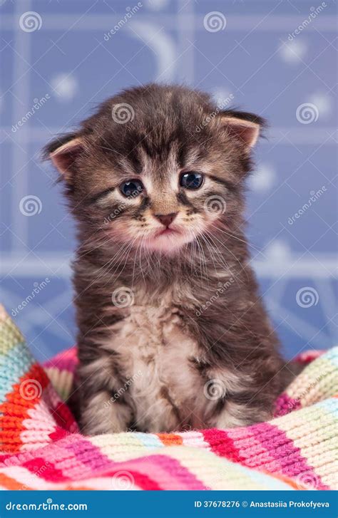 Sad kitten stock photo. Image of spoil, meow, breed, pussycat - 37678276