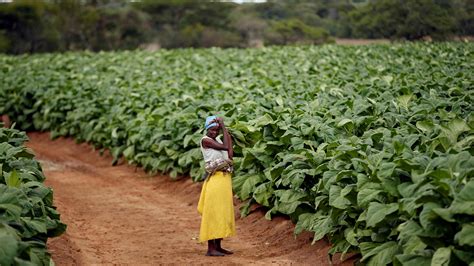 African tobacco farmers are being lured in with bogus promises of prosperity — Quartz Africa