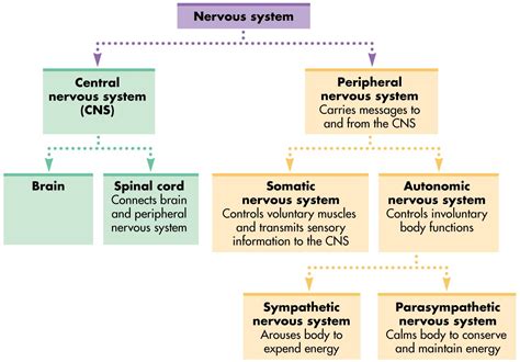 Nervous System Organization Chart