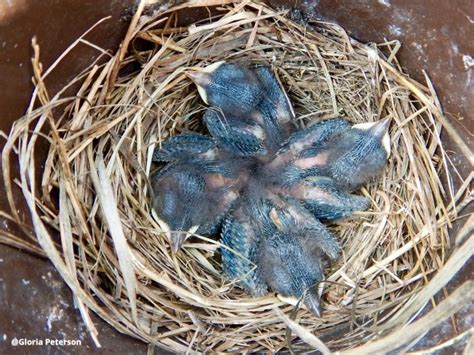 Bluebird nesting numbers strong despite worrisome winter – St. Croix 360