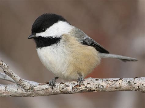 Black-capped Chickadee - NestWatch