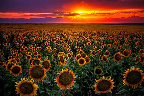 Sunflower Sunset Photograph by Kristal Kraft - Fine Art America