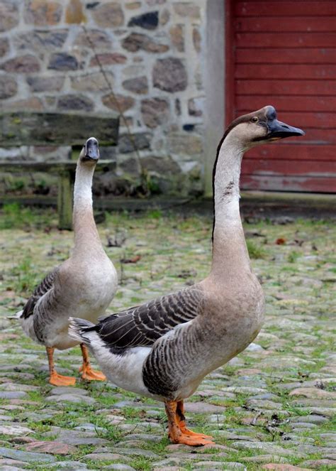 Chinese Geese in 2021 | Geese breeds, Duck breeds, Pet birds