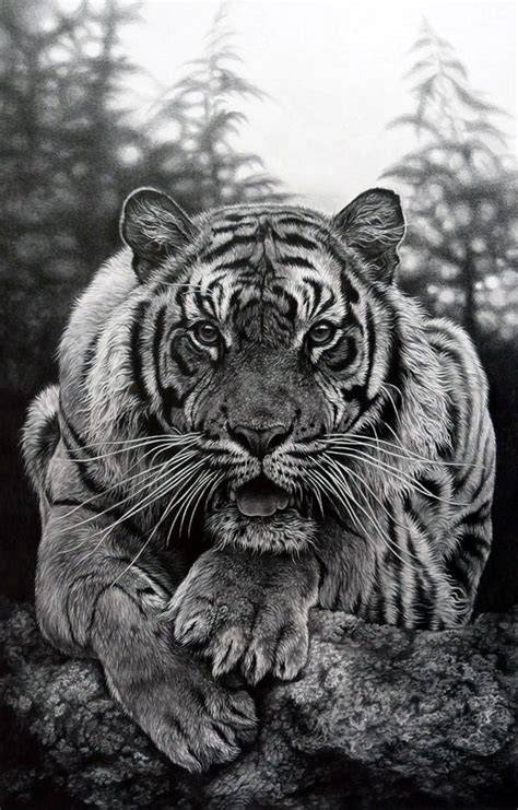 40 Realistic Animal Pencil Drawings