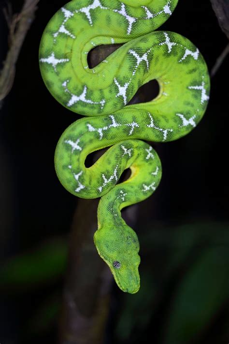 emerald-tree-boa-by-carmen-lundqvist | Amazonia Expeditions