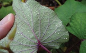 Whitefly control with biocontrols - Greenhouse Management