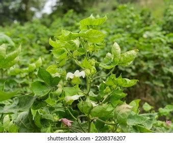 Capture Gossypium Herbaceum Plant Green Young Stock Photo 2208376207 ...