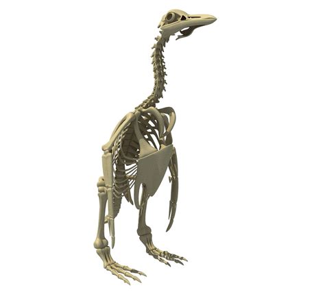 Penguin Skeleton - 3D Model by 3D Horse