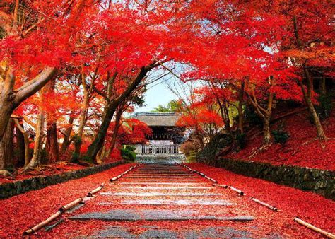 Fall Colors in Japan 2023: Best 8 Spots to See Japanese Maple Leaves (And When to Visit) | LIVE ...