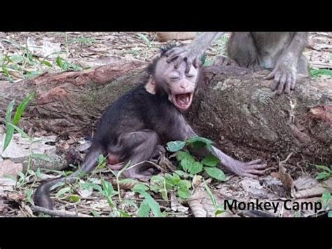 Baby monkey cry because of his mom baby monkey consolation to the small ...