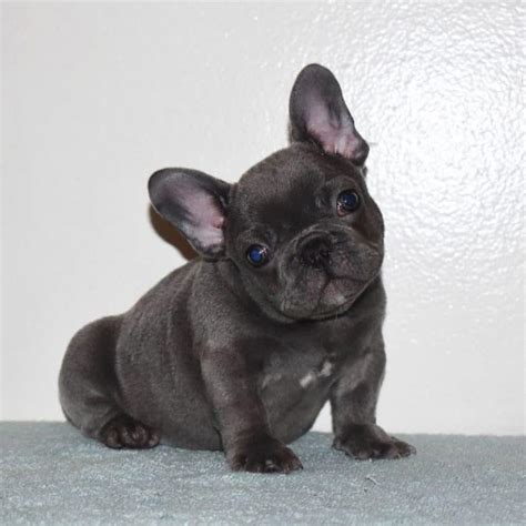 How Small is a Mini French Bulldog and Everything You Need to Know - K9 Web