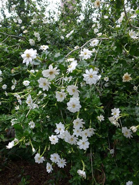 Gardenia thunbergia in 2021 | Fragrant plant, Flowering shrubs, Tropical garden