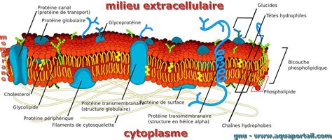 Membrane cellulaire: définition et explications