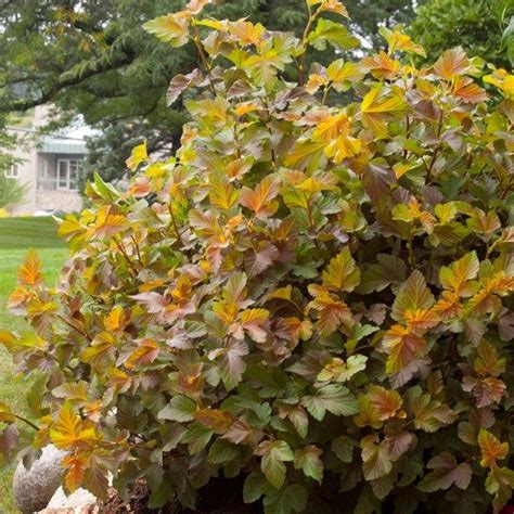 Physocarpus Amber Jubilee - Ninebark | Deciduous Potted Garden Shrub | eBay