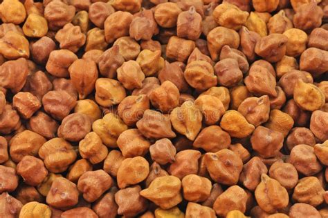 Gram seeds stock photo. Image of chana, wrinkled, fresh - 35623460