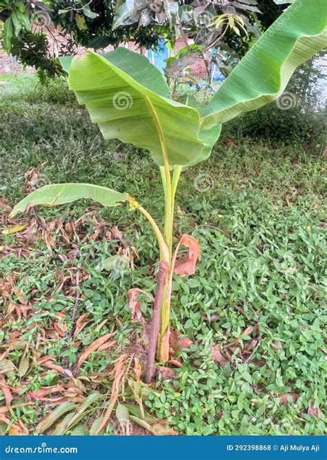 Banana tree seeds stock photo. Image of tree, food, vegetable - 292398868