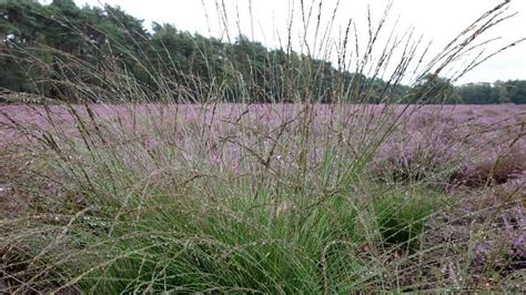 The Best Ornamental Grasses To Add To Your Lawn – Forbes Home