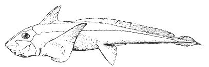 Chimaera