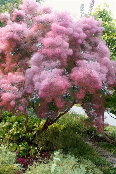 Buy Grace Smoke Tree Cotinus coggygria For Sale Online From Wilson Bros ...