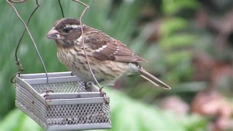 Rose-breasted Grosbeak Mating, Nesting, and Feeding Habits