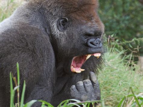 Gorilla Teeth: Their Size and How They Compare with Human Teeth - IMP WORLD