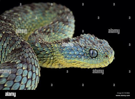 Bush viper (Atheris squamigera Stock Photo - Alamy