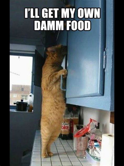 Cat Eating Food Meme - Cat Mania