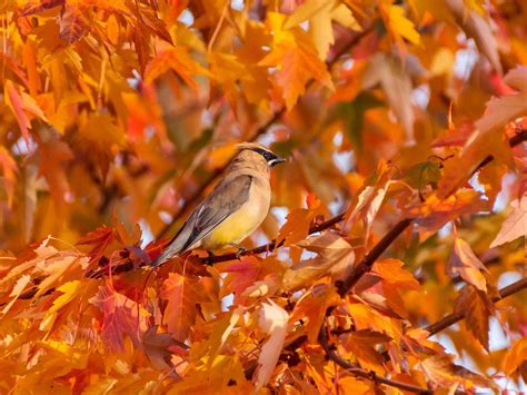 Cedar Waxwing Migration: A Complete Guide | Birdfact