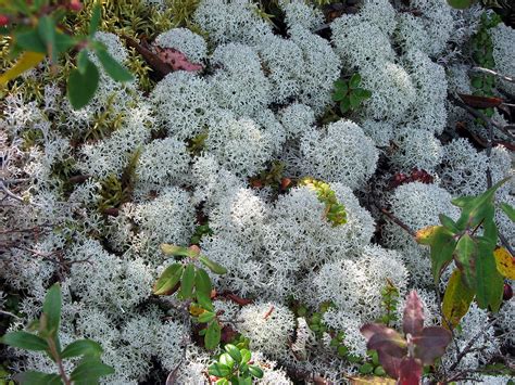 Caribou Moss | Caribou Moss that I found on Mount Carleton. … | Flickr