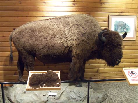 National Buffalo Museum Jamestown, ND | Buffalo city, Buffalo, Jamestown