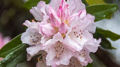 How To Plant And Care For A Rhododendron - Bunnings Australia