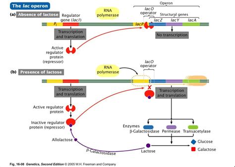 Lac Operon: Mechanism and Regulation • Microbe Online