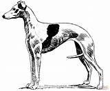 Whippet coloring page  Free Printable Coloring Pages sketch template