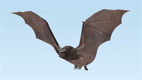 Flying Black Bat 3D Model $99 - .3ds .blend .c4d .fbx .max .ma .lxo ...