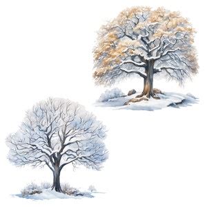 Sycamore Tree Watercolor 4 Seasons Clipart PNG Sycamore Tree ...