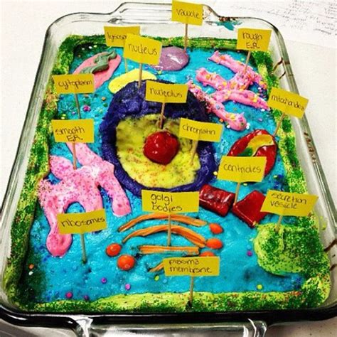 How to Create 3D Plant Cell and Animal Cell Models for Science Class ...