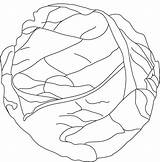 Cabbage Coloring Pages sketch template