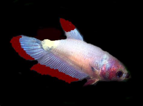 15 Common Betta Fish Diseases (With Photos): Prevention and Treatment ...