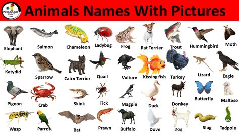 Popular Animal Names with Pictures | Download PDF - Vocabulary Point