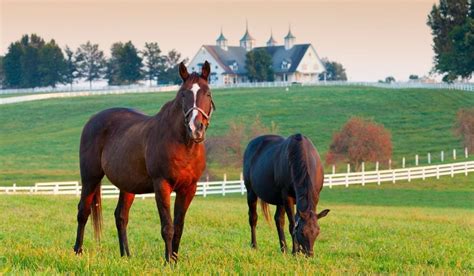 Horse Farm Names - Helpful Horse Hints