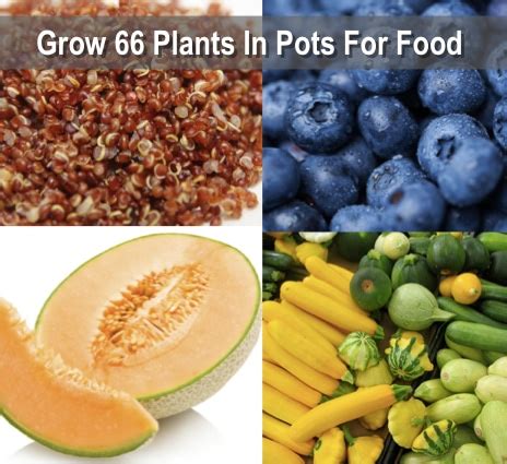 Growing Your Food In Pots: 66 Plants That Grow In Containers - Homestead & Survival