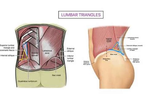 Lumbar Triangle ABDOMEN - YouTube