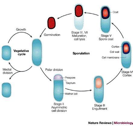 The sporulation cycle of Bacillus subtilis.This simplified schematic... | Download Scientific ...