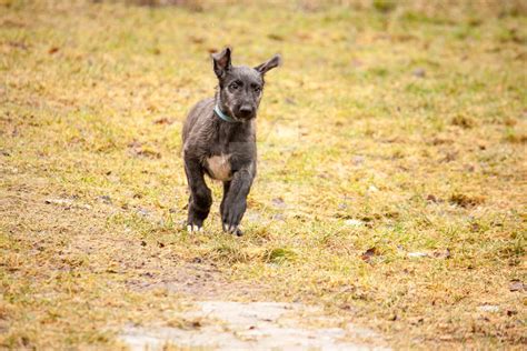 Deerhound puppy on the move by Grayrorys on DeviantArt