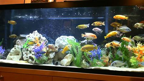 Mbuna Cichlids Tank Setup