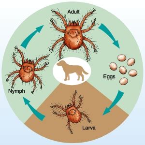 Neotrombicula autumnalis in Dogs (Canis) | Vetlexicon