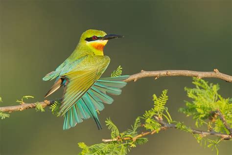 Bee-eaters Of India | Nature inFocus