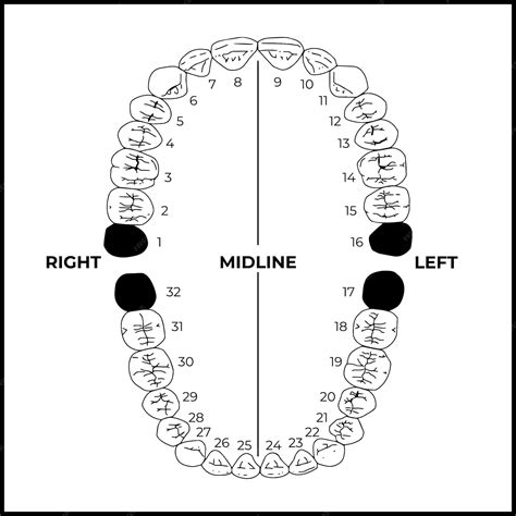 Premium Vector Adult International Teeth Numbering Chart Universal – NBKomputer