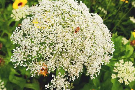 Angelica: Varieties, Planting Guide, Care, Problems, and Harvest