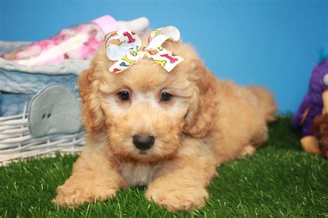 Mini Goldendoodle Puppies For Sale - Long Island Puppies